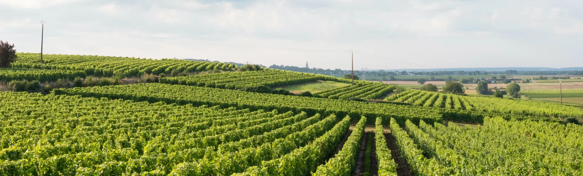 Anjou vignes